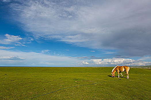 青海湖边的骏马