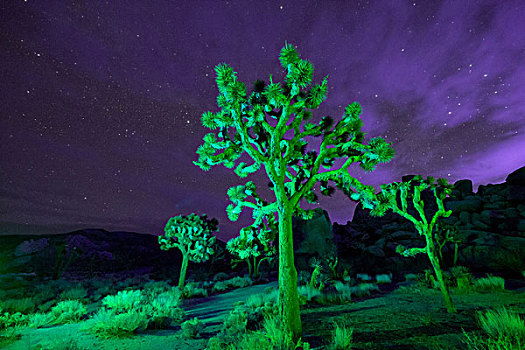 彩色,亮灯,约书亚树,夜晚,约书亚树国家公园,加利福尼亚,美国
