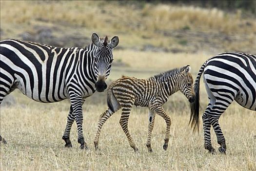 白氏斑马,斑马,母亲,3天大,老,小马,马赛马拉,肯尼亚
