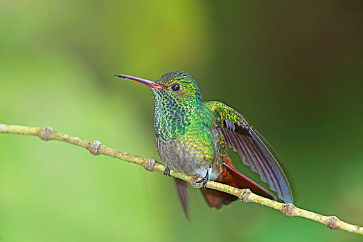 蜂鸟,哥斯达黎加,中美洲