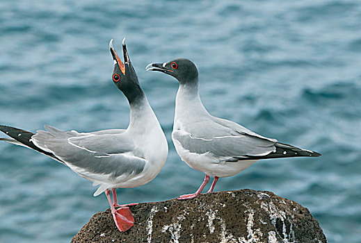 海鸥,燕尾鸥,加拉帕戈斯群岛,厄瓜多尔