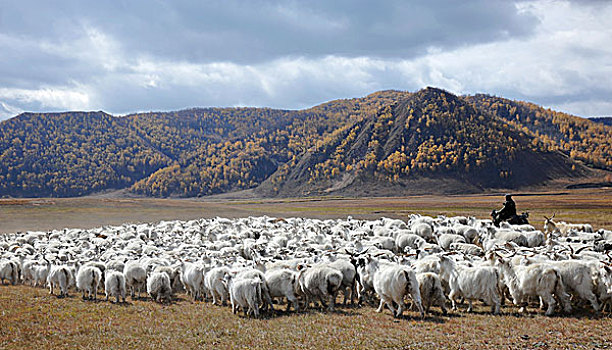 内蒙古羊草原