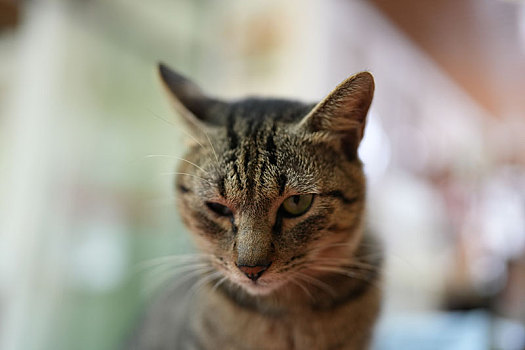 羊城广州秋日阳光下小花猫可爱的萌萌表情