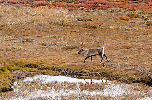 格陵兰,大,峡湾,孤单,北美驯鹿,驯鹿属,秋天,彩色,北极,苔原