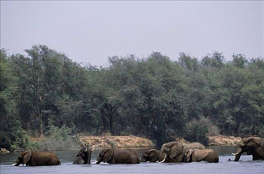大象,赞比西河