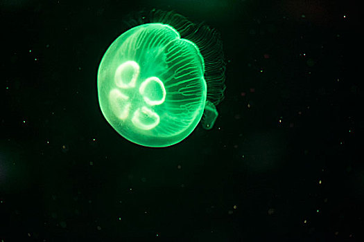 广州海洋世界五颜六色的水母