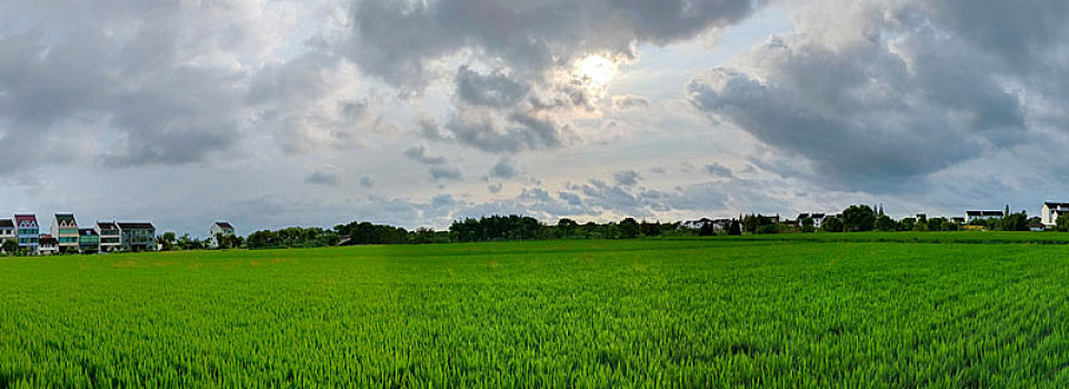 稻田,乡野美景,田园风光