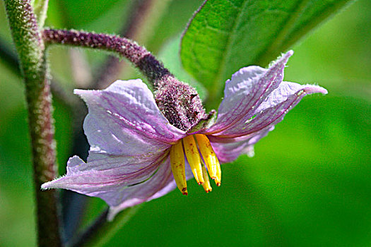 茄子,花