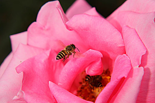 蜜蜂,花朵