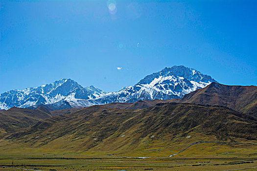 祁连山山麓亚洲最大的半野生鹿基地