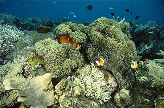 金色,葵鱼,海银莲花属,浅,礁石,巴厘岛,印度尼西亚