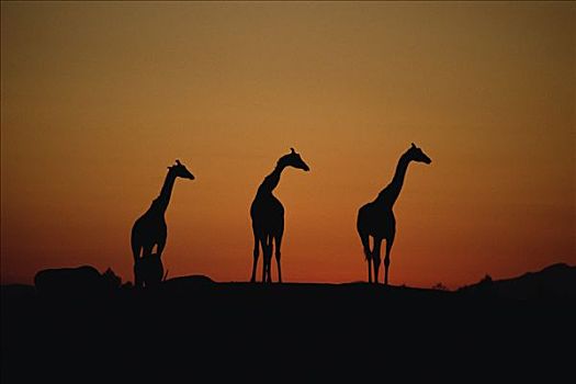 长颈鹿,三个,剪影,日落,非洲