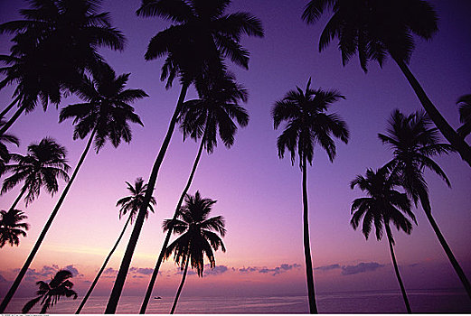 棕榈树,黄昏,港口,安达曼群岛,印度