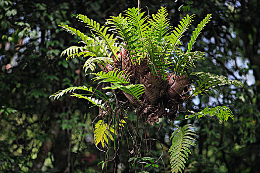 附生植物,植物,古农列尤择国家公园,苏门答腊岛,印度尼西亚