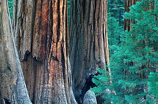 巨杉,树干,红杉国家公园,美洲杉,美国