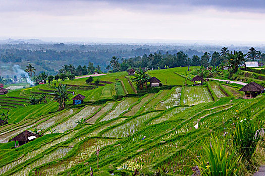 稻米梯田,巴厘岛,印度尼西亚,大幅,尺寸