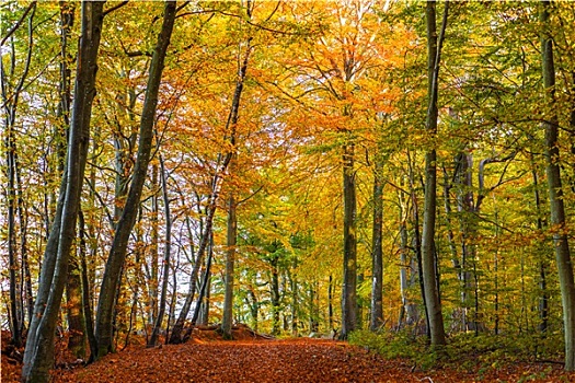 树林,彩色,树,秋天