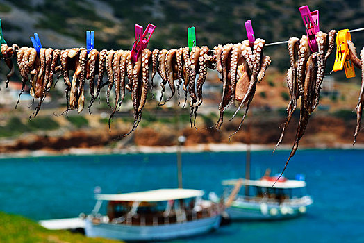 章鱼,拴狗绳,克里特岛,希腊,欧洲