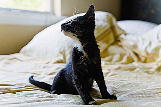 黑色,小猫,放松,床