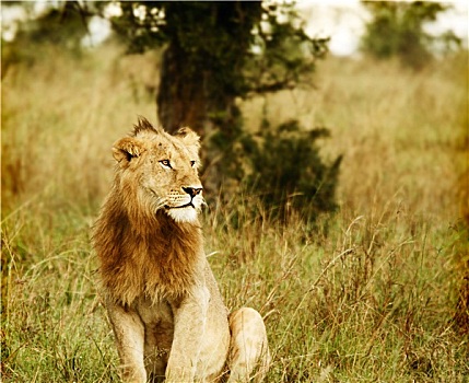 幼兽,野生,非洲狮