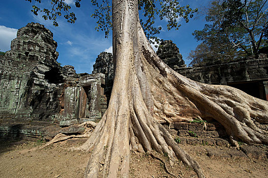 树,寺庙,复杂,收获,省,柬埔寨,亚洲