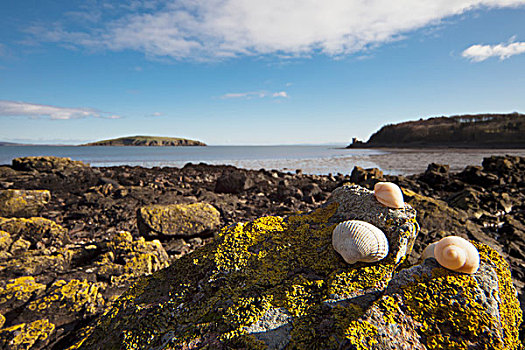 海贝,坐,石头,遮盖,苔藓,邓弗里斯,苏格兰