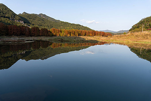 小芝红杉林,小芝红树林