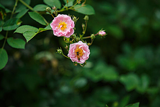 庭院开花