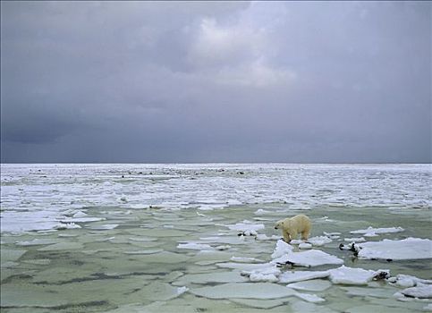 北极熊,破损,冰,瓦普斯克国家公园,曼尼托巴,加拿大
