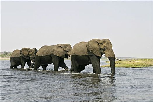 非洲象,乔贝,河,乔贝国家公园,博茨瓦纳,非洲