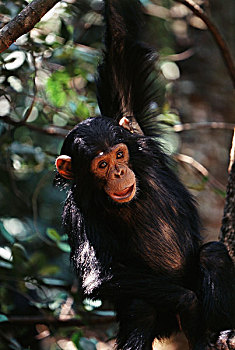 非洲,幼兽,黑猩猩,类人猿,悬挂,树林,大幅,尺寸