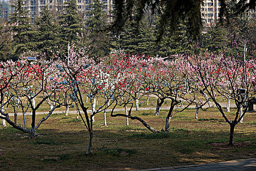 桃花,桃树