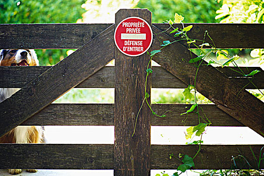 澳洲牧羊犬,后面,花园,大门,警告标识,法国