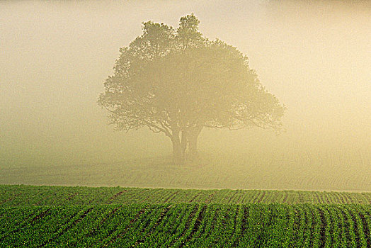树,雾,庄稼地,爱德华王子岛,加拿大