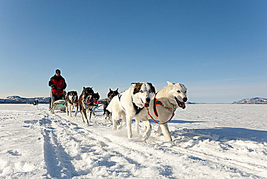 两个,白色,领先,领着,狗,男人,跑,驾驶,狗拉雪橇,团队,雪橇狗