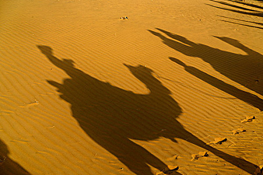 骆驼,剪影,塔尔沙漠,印度
