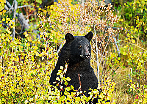 黑熊,美洲黑熊,秋色,首领,山路,瓦特顿湖国家公园,西南方,艾伯塔省,加拿大