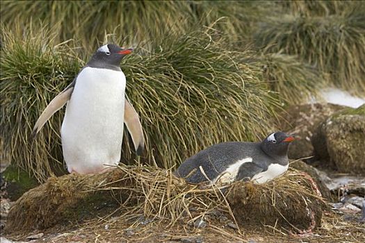 巴布亚企鹅,一对,巢,普里昂岛,南乔治亚