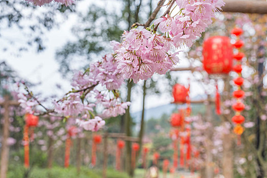 重庆公园里的红灯笼和樱花
