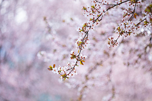 春季紫叶李花开