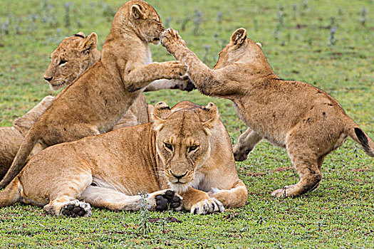 疲倦,看,雌狮,休息,地上,四个,幼兽,争斗,背影,恩戈罗恩戈罗,保护区,坦桑尼亚