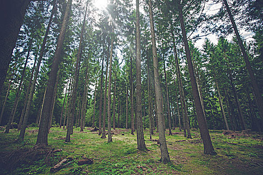 松树,树林,阳光,大树