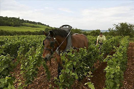 酿酒葡萄种植,工作,马,葡萄园