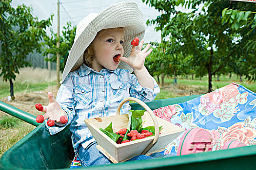 小女孩,坐,手推车,吃,树莓,困住,手指