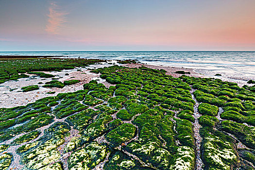 海藻,遮盖,石头,薪水,上诺曼底大区,法国