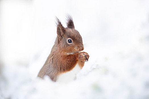红松鼠,木头,雪中