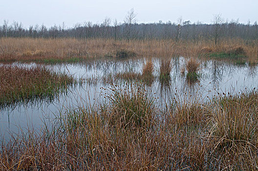 荷兰,湿地,自然保护区,欧洲