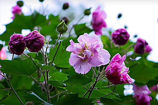 美艳的芙蓉花,木芙蓉,拒霜花,木莲,地芙蓉,华木