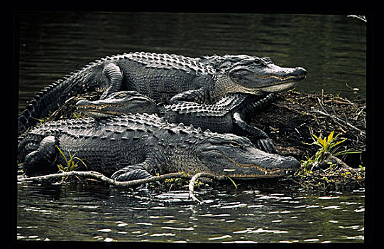 美国,佛罗里达,三个,鳄鱼,休息,岛屿,湿地
