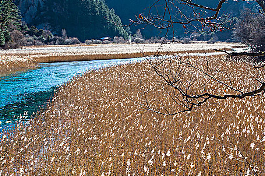 芦苇海